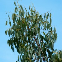 Cider Gum Eucalyptus